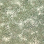 Ковровое покрытие Brintons Fresco Whispering grass sage - 24 зеленый — купить в Москве в интернет-магазине Snabimport