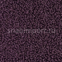 Ковровое покрытие Carpet Concept Concept 502 436 Фиолетовый — купить в Москве в интернет-магазине Snabimport