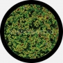 Гобо стеклянные Rosco Color Abstract 86735 зеленый — купить в Москве в интернет-магазине Snabimport