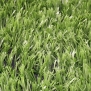 Искусственная трава для футбольных полей начального уровня Domo Foot зеленый — купить в Москве в интернет-магазине Snabimport