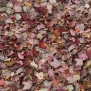 Ковровое покрытие Forbo flotex vision image-000532 autumn leaves-red