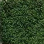Ковровое покрытие Haima Upway N6084 зеленый