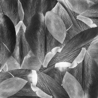 Ковровое покрытие Forbo Flotex Vision Floral-001588 Серый